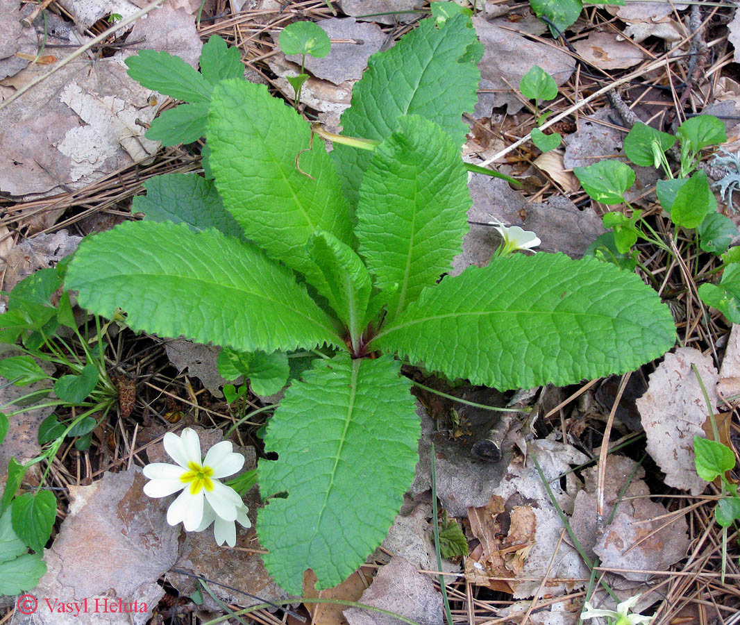 Image of Primula vulgaris specimen.