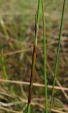 Eriophorum russeolum