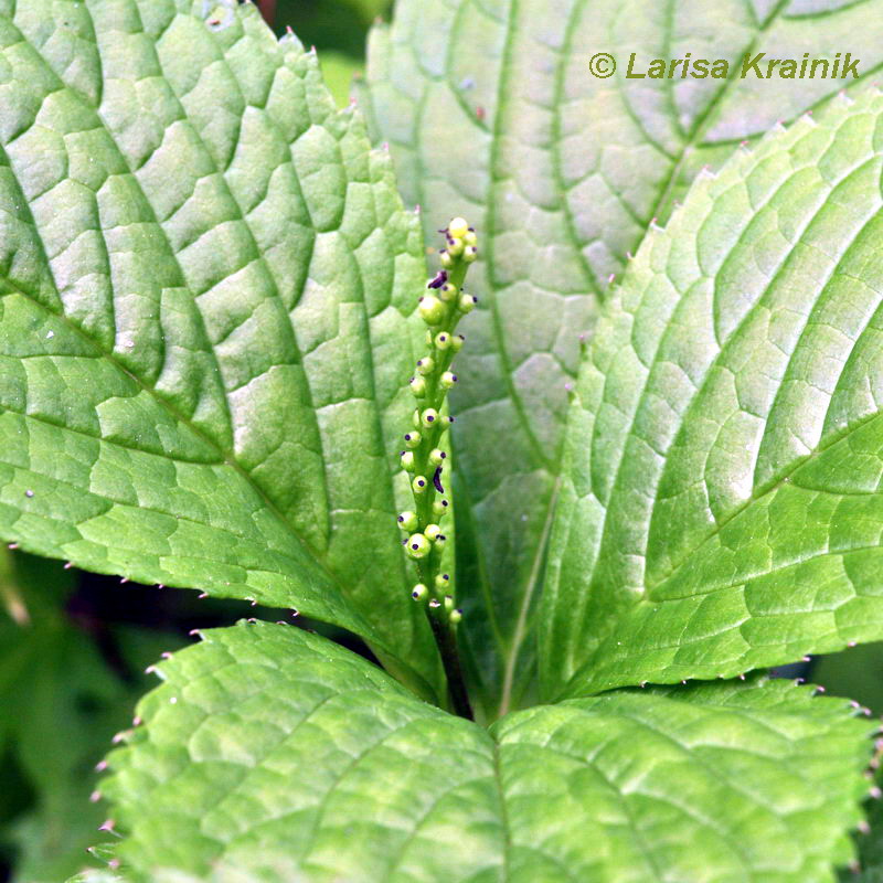 Image of Chloranthus quadrifolius specimen.