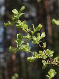 Salix aurita