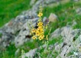 Verbascum marschallianum