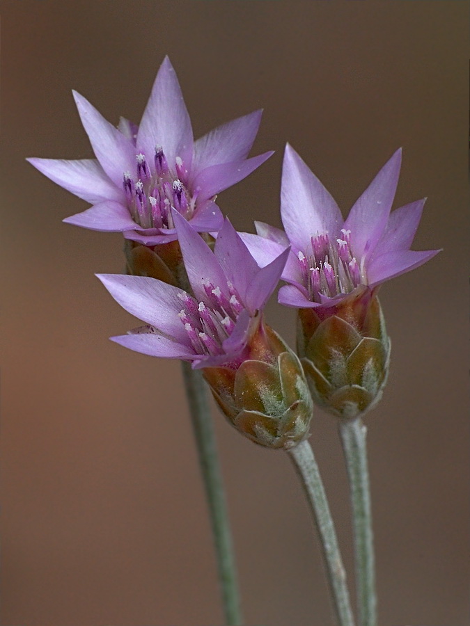 Image of Xeranthemum cylindraceum specimen.