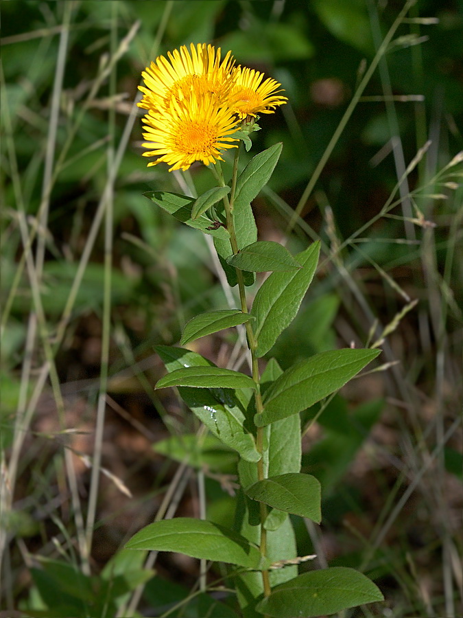 Изображение особи Inula aspera.