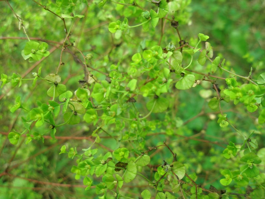 Изображение особи Euphorbia stricta.