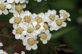 Achillea ptarmica. Соцветия. Московская обл., Раменский р-н, окр. дер. Хрипань, дачный участок. 22.07.2007.