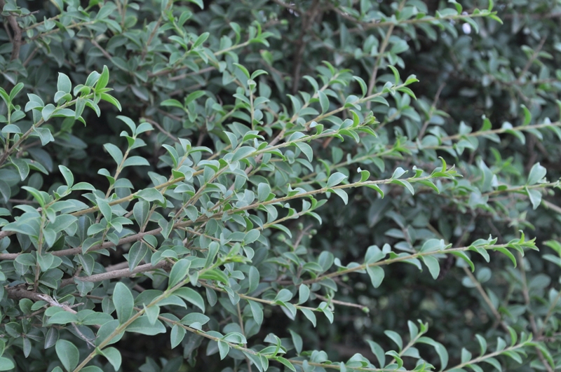 Image of Ligustrum lucidum specimen.