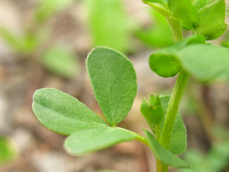 Image of Lotus alpicola specimen.