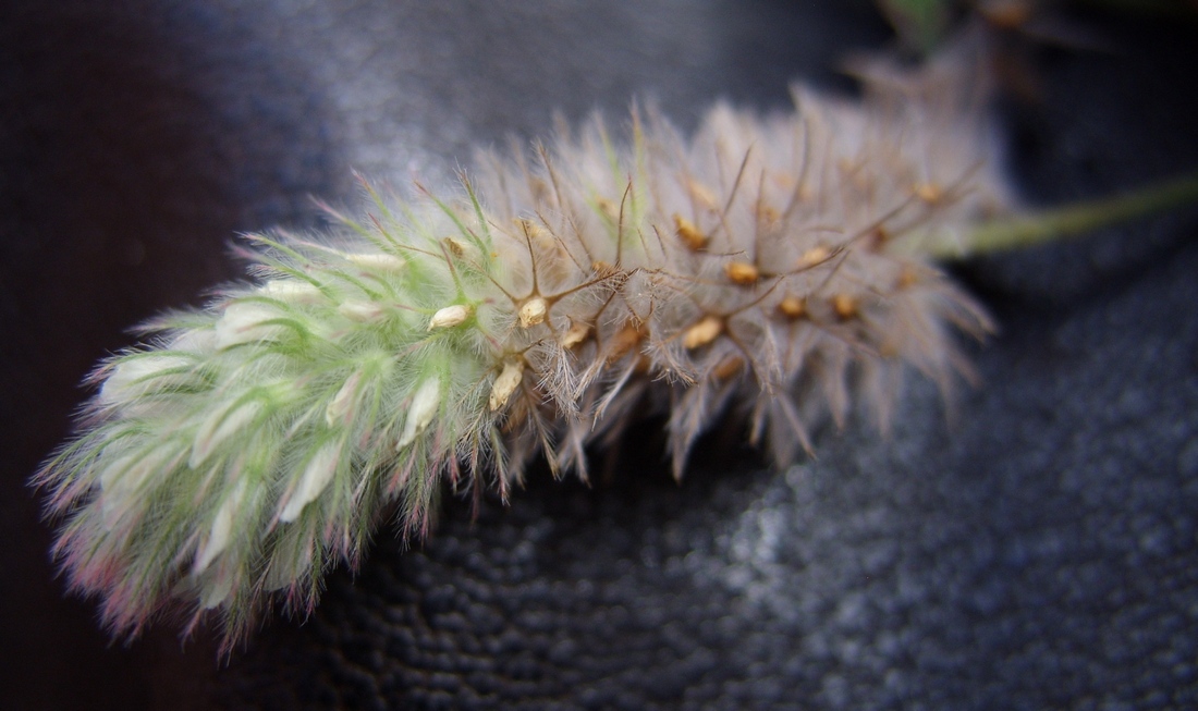 Изображение особи Trifolium arvense.