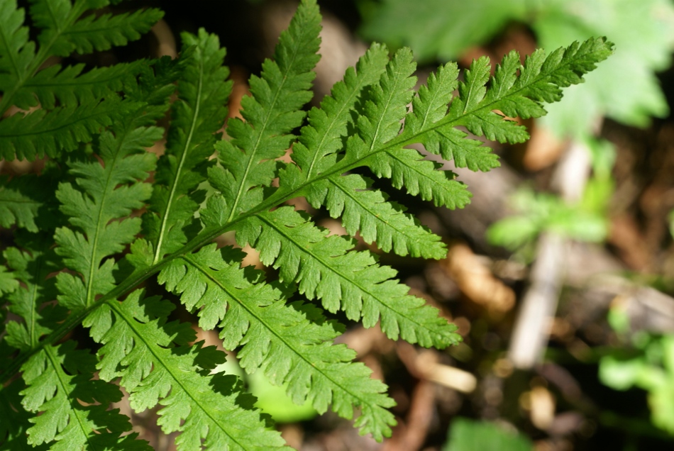 Image of Botrychium strictum specimen.