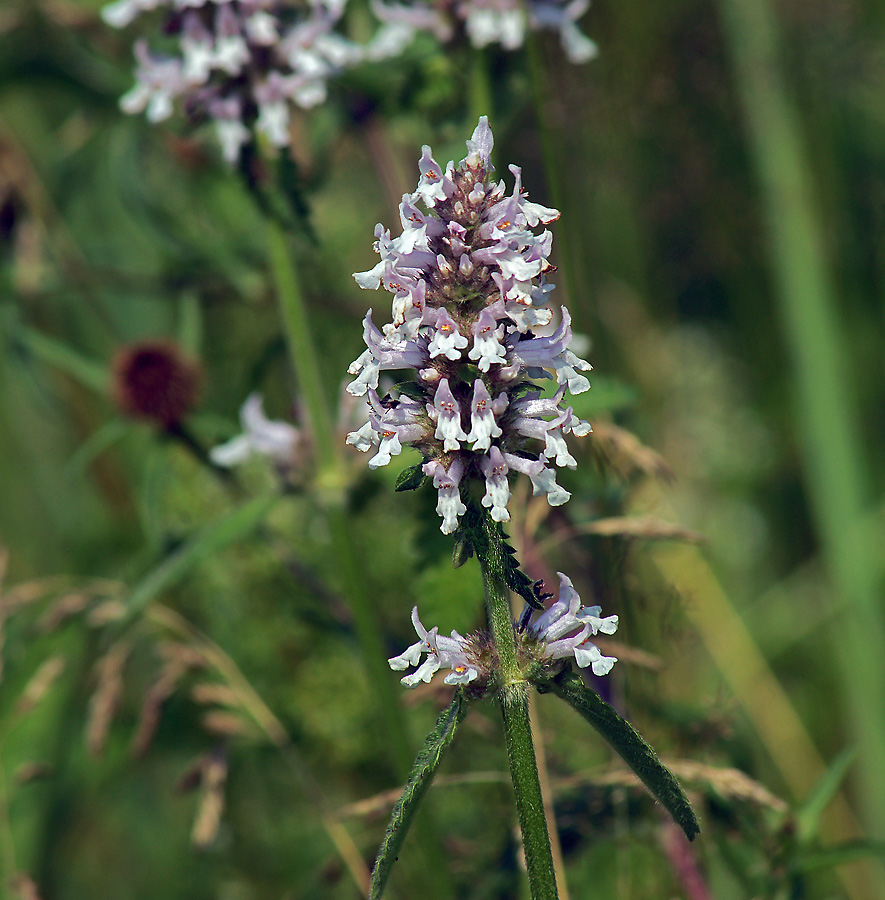 Изображение особи Betonica officinalis.