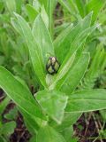 Centaurea montana