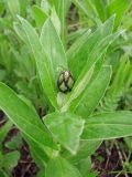 Centaurea montana. Верхушка растения с нераспустившимся соцветием. Окр. Томска, заброшенный садовый участок. 26 мая 2011 г.