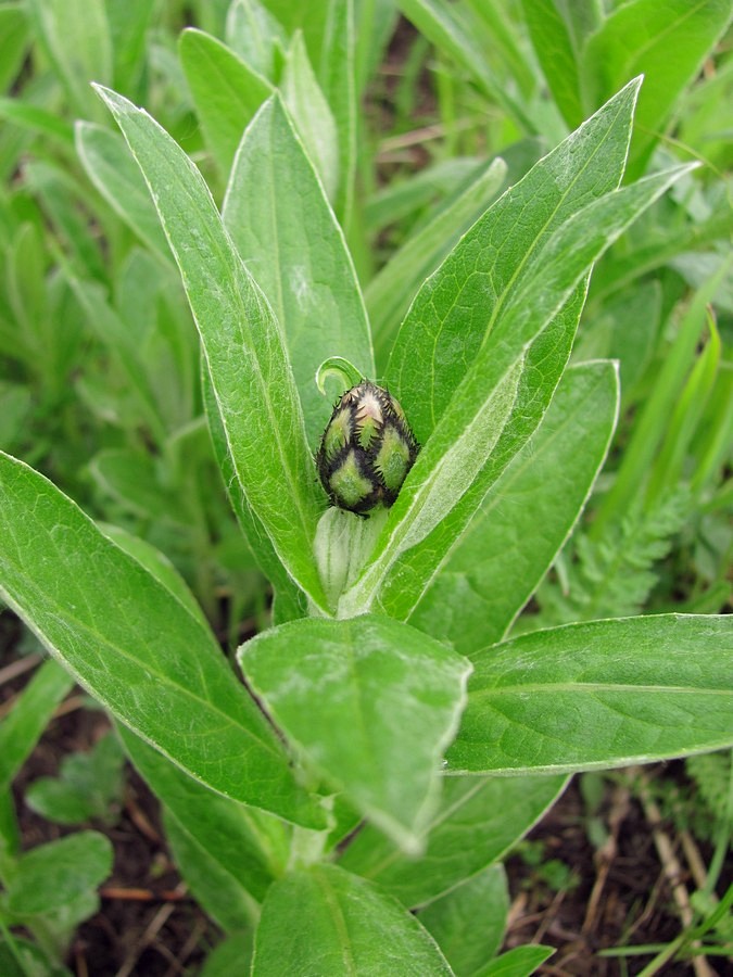 Image of Centaurea montana specimen.
