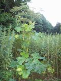 Heracleum sosnowskyi