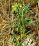 Sisymbrium altissimum. Верхушка цветущего растения. Казахстан, Жамбылская обл., Таласский р-н, горки юго-западнее пос. Тамды. 07.05.2011.