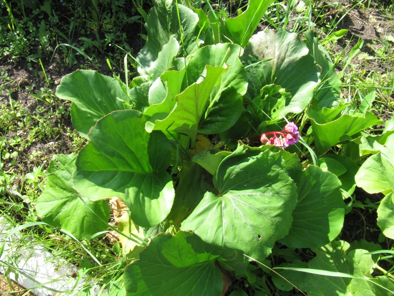 Image of Bergenia crassifolia specimen.