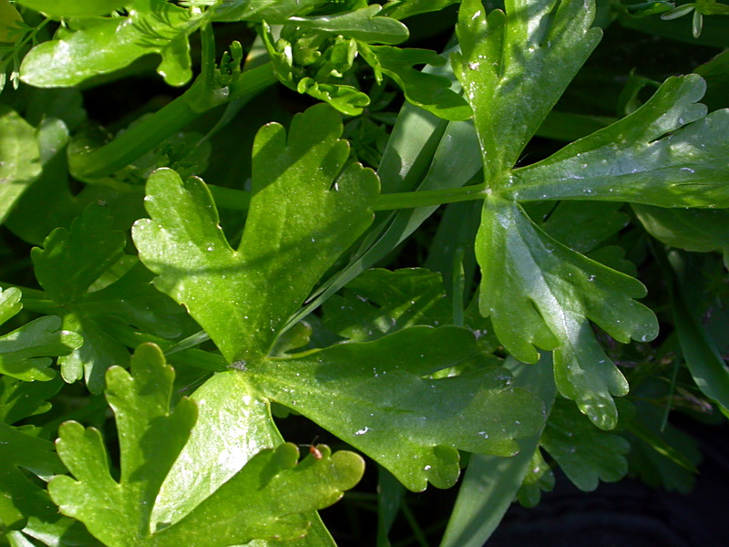 Изображение особи Ranunculus sceleratus.