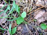 Campanula rotundifolia. Нижняя часть побега. Тверская обл., Весьегонский р-н, окр. дер. Беняково, берег залива Рыбинского вдхр. по р. Сёбла. 24.07.2011.