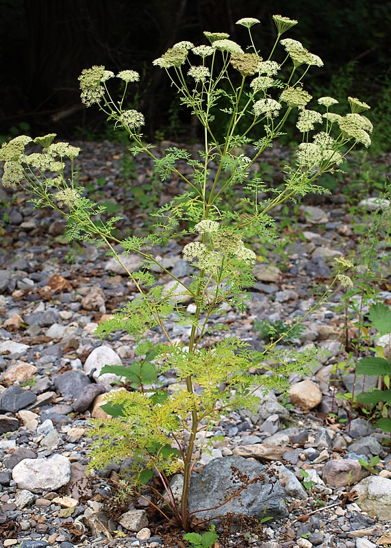 Image of familia Apiaceae specimen.