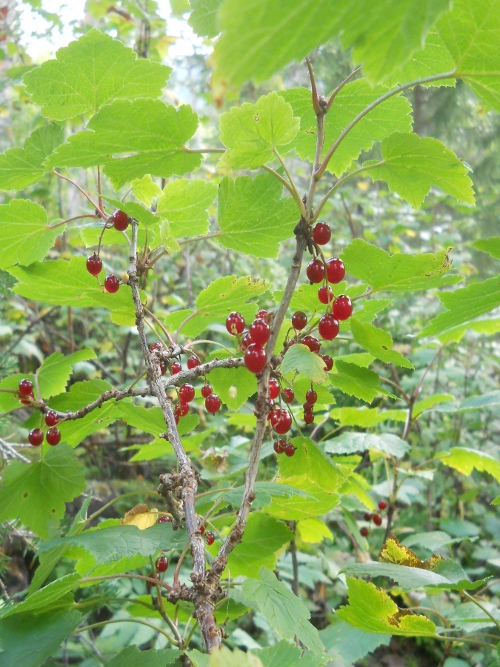 Изображение особи Ribes spicatum.