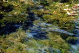 Ranunculus mongolicus. Вид растения в потоке. Хабаровский край, хр. Баджал, протока в верховьях р. Дуки. Сентябрь 2006 г.