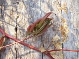 Astragalus glycyphyllos