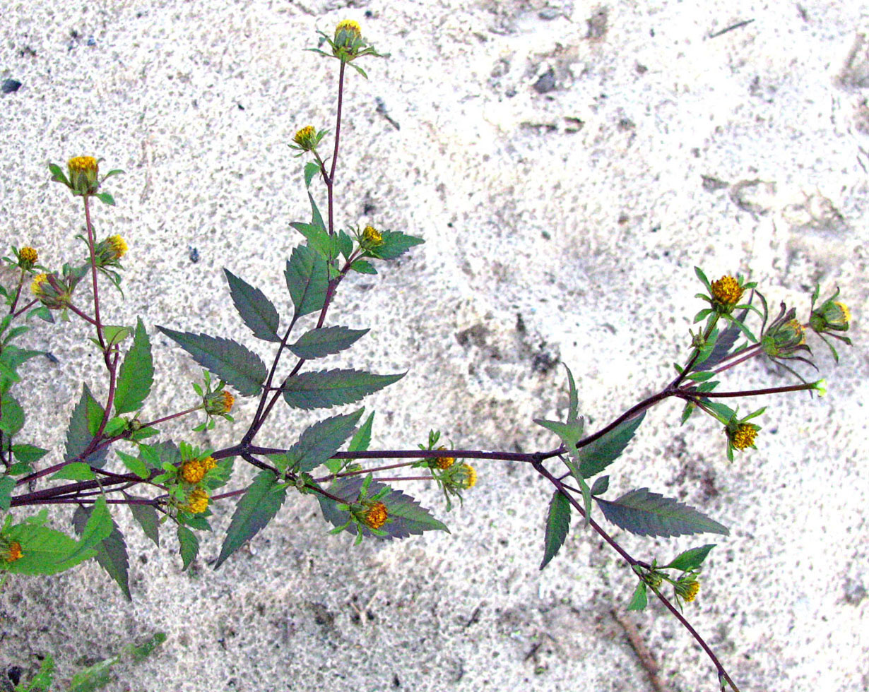 Image of Bidens frondosa specimen.