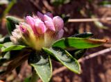 Anthyllis подвид iberica
