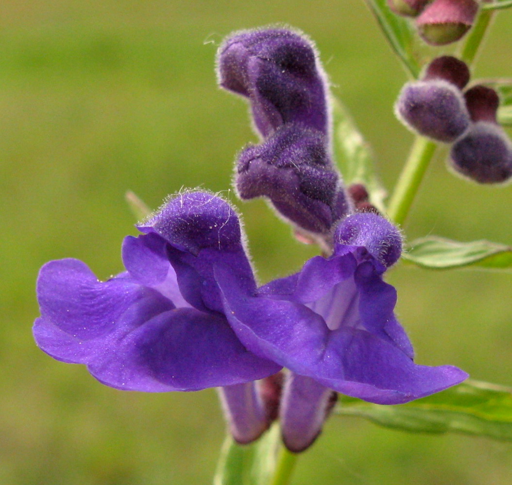 Image of Scutellaria scordiifolia specimen.