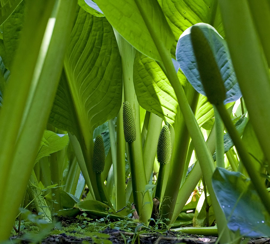 Image of Lysichiton camtschatcensis specimen.