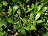 Chimaphila umbellata. Молодые побеги с бутонами. Хабаровский край, Ванинский р-н, под пологом в ельнике. 06.07.2008.