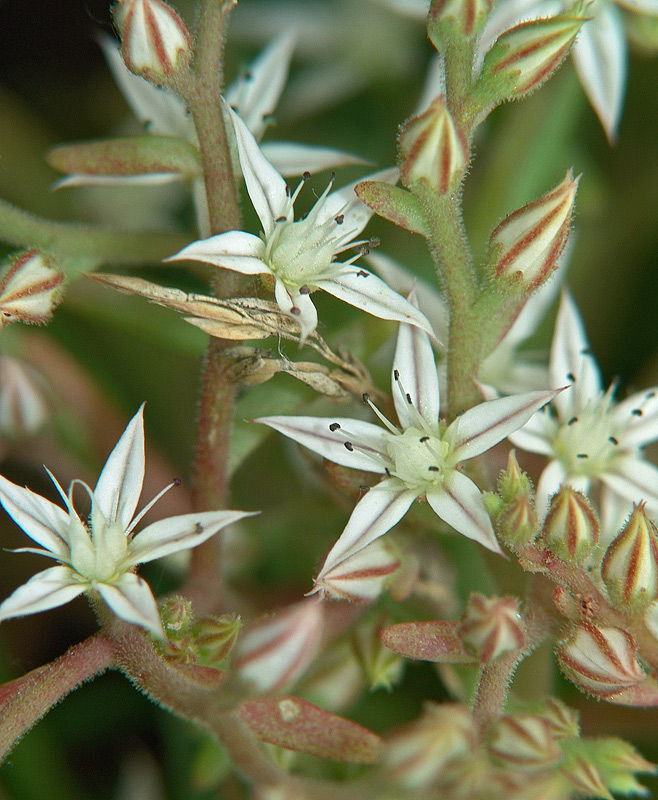 Изображение особи Sedum pallidum.