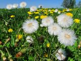 Tussilago farfara