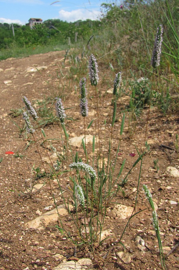 Image of Phleum subulatum specimen.