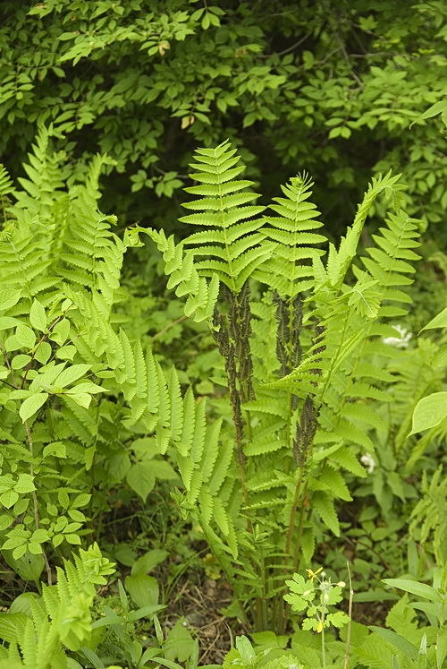 Изображение особи Osmundastrum claytonianum.