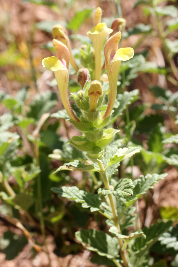 Image of Scutellaria adenostegia specimen.