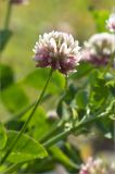 Trifolium hybridum. Соцветие. Ленинградская обл., Ломоносовский р-н, окр. дер. Низино. 23.06.2012.