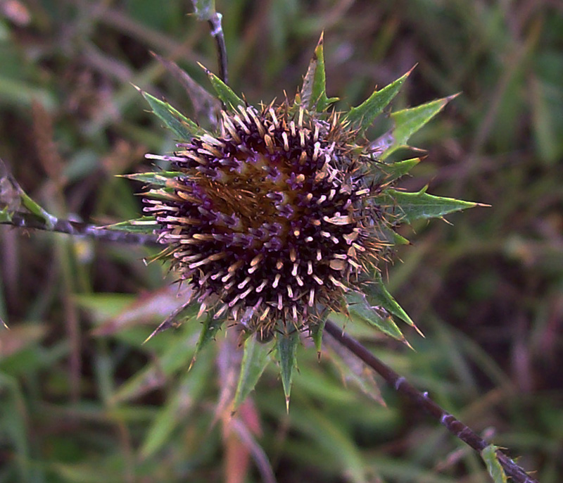 Image of Carlina biebersteinii specimen.