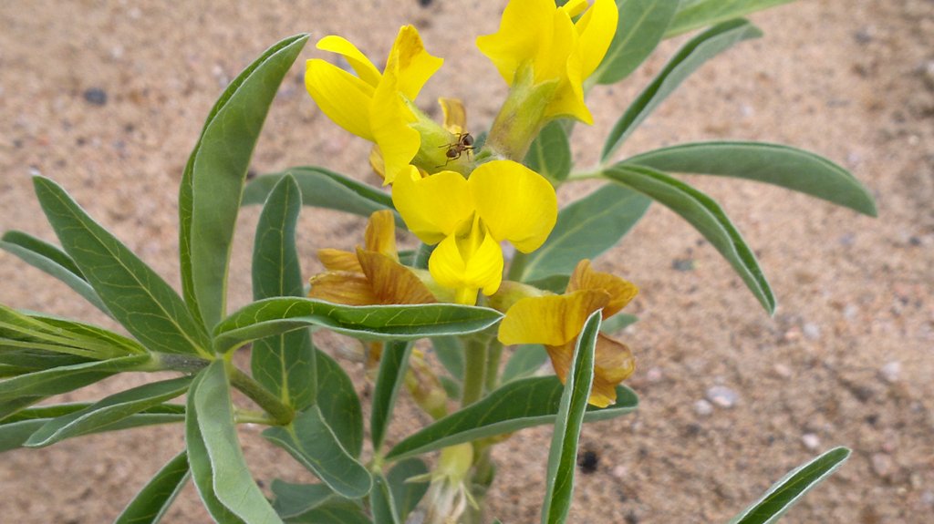 Image of Thermopsis lanceolata specimen.