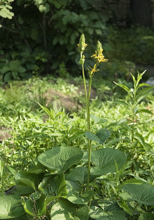Изображение особи Ligularia splendens.
