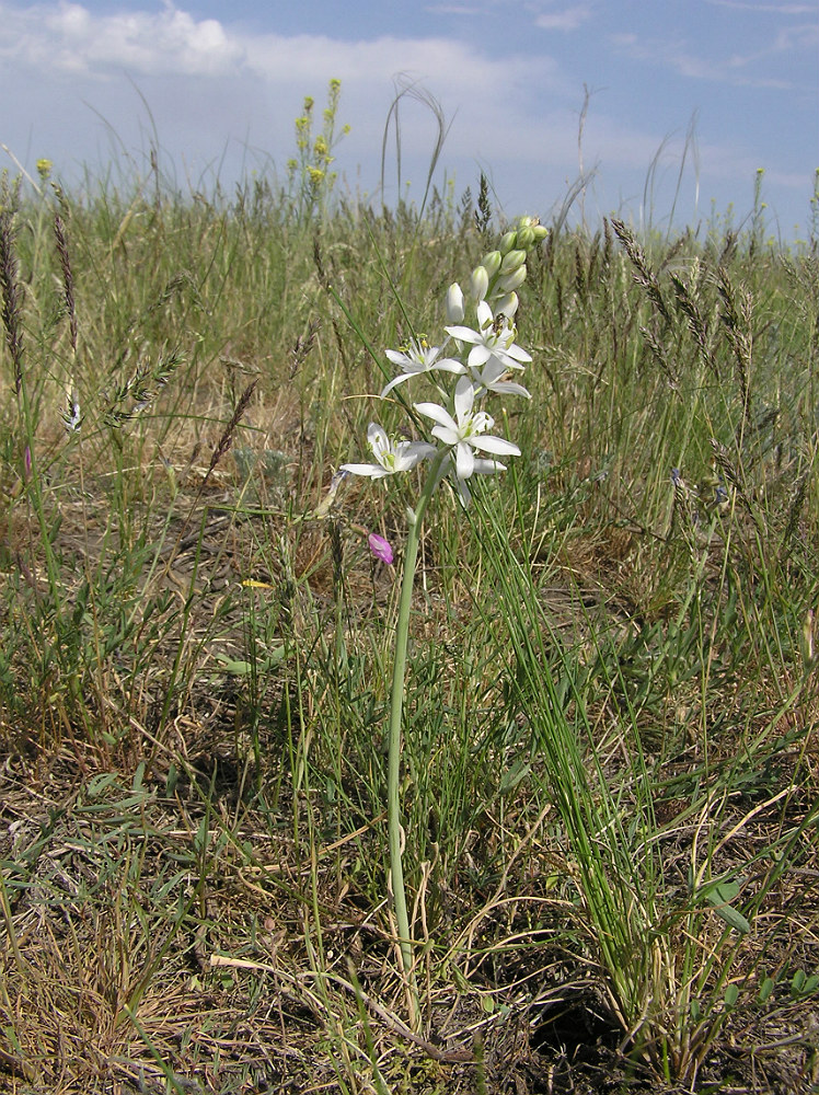 Изображение особи Ornithogalum fischerianum.