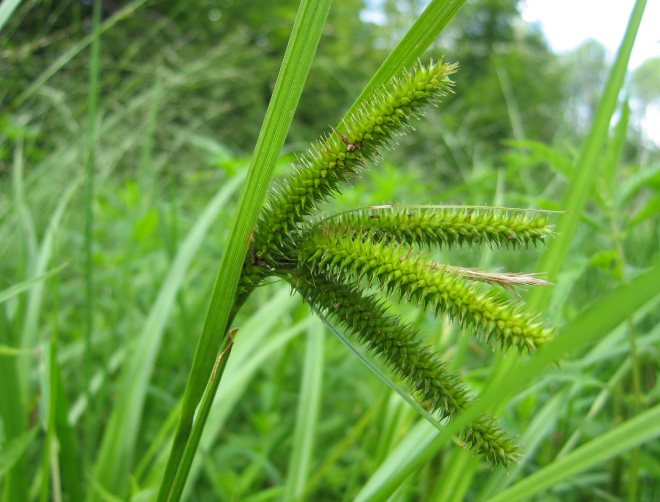 Изображение особи Carex pseudocyperus.