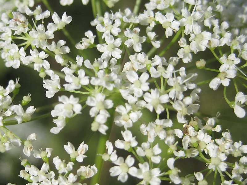 Image of Pimpinella saxifraga specimen.