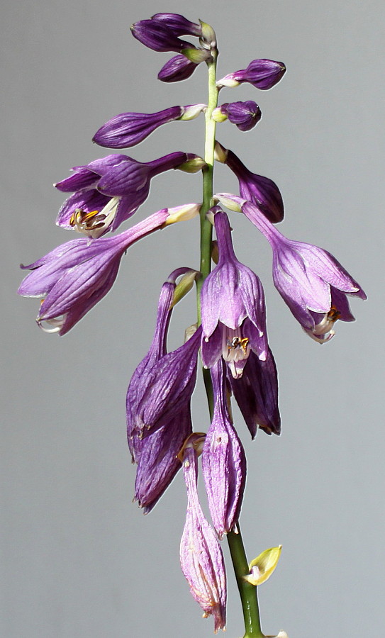 Image of genus Hosta specimen.