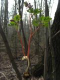 Corydalis intermedia. Выкопанное цветущее растение. Курская обл., г. Железногорск, ур. Опажье, лес на плакоре. 16 апреля 2009 г.