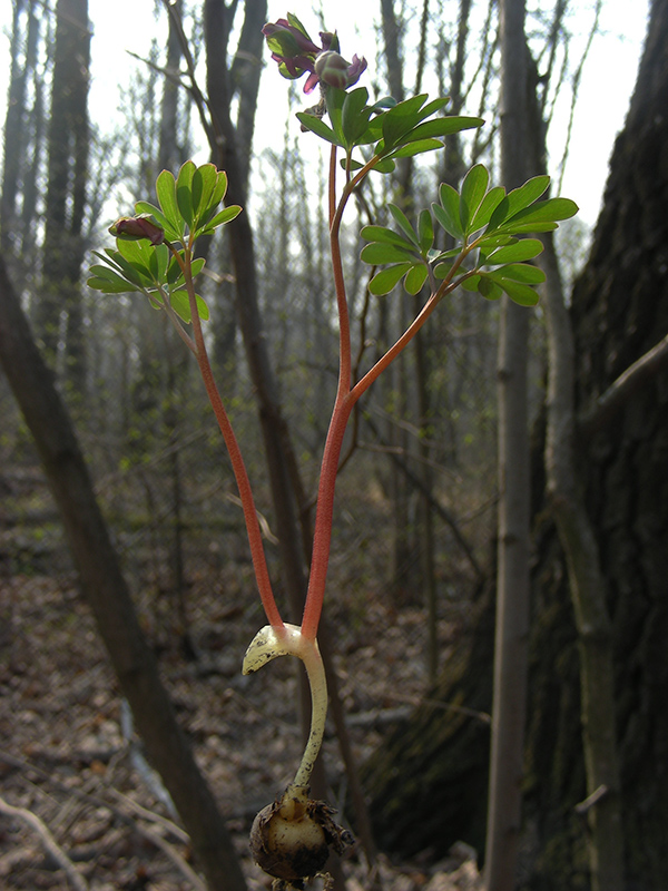 Image of Corydalis intermedia specimen.