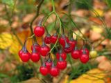 Solanum dulcamara. Соплодие. Крым, предгорья, окр. с. Терновка. 29 октября 2012 г.