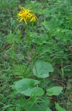 Ligularia calthifolia