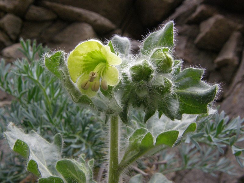 Image of Hyoscyamus albus specimen.