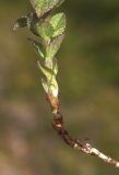 Bartsia alpina. Нижняя часть растения. Мурманская обл., Мончегорский городской округ, 3 км Ю-В села Имандра, западный склон Хибин, опушка сосняка. 05.07.2010.